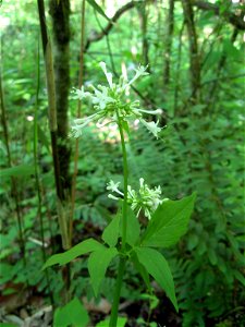 Valeriana pauciflora, growing extremely rich and mesic bottom slope of forest near the Cumberland River, Clay County, Tennessee.
