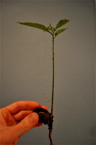 A pecan sprouting into a pecan tree.