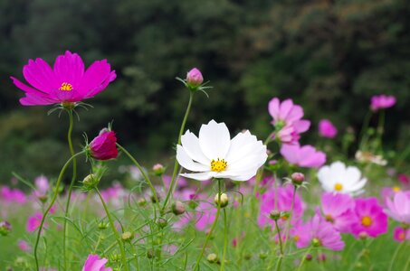 Cosmos field flowers plant photo