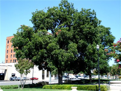 A pecan tree in Everman Park in Abilene, Texas, United States