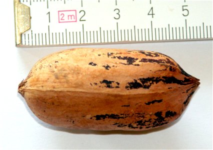 Pekannuss ohne Hülle mit Schale