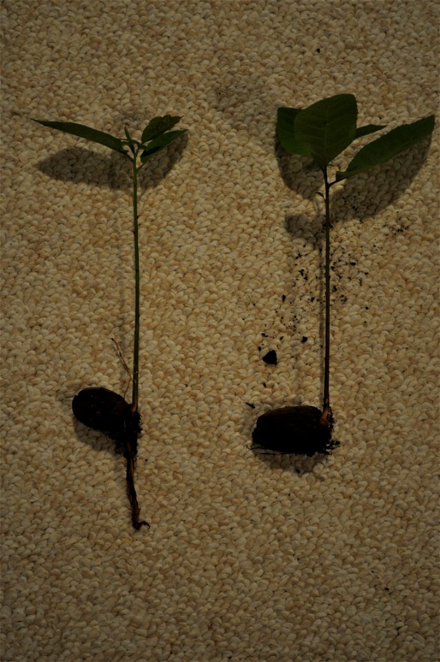 Two pecans sprouting into young pecan trees.