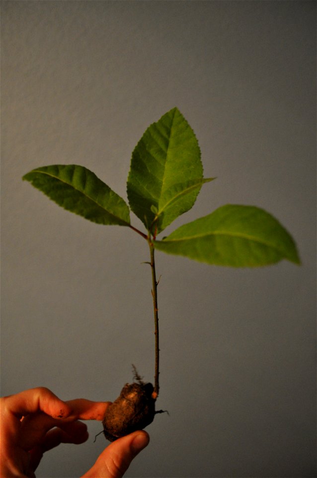 A pecan sprouting into a pecan tree.