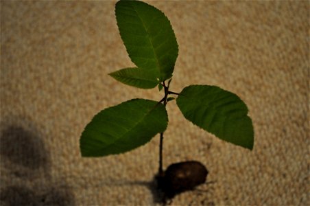 A pecan sprouting into a pecan tree.