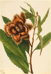 American Chestnut (Castanea dentata)