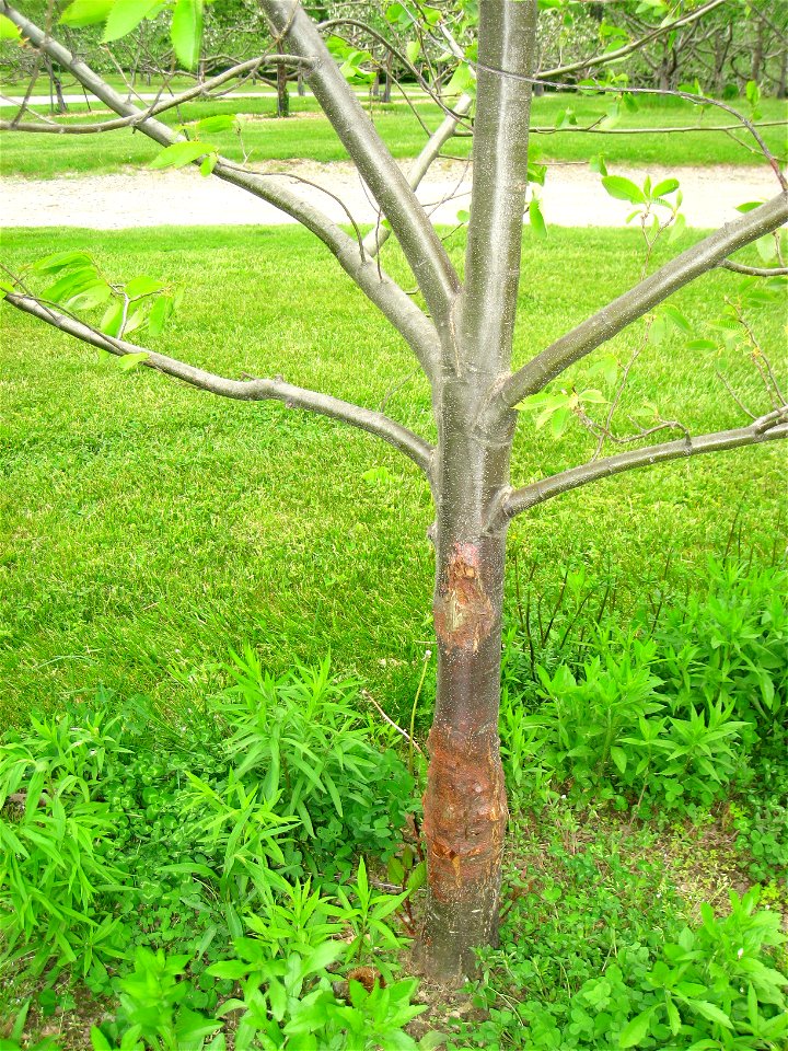 Chestnut blight. Experimental trials of resistant Castanea dentata by the American Chestnut Foundation at Tower Hill Botanic Garden, Boylston, Massachusetts, USA.