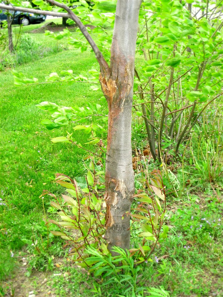 Chestnut blight. Experimental trials of resistant Castanea dentata by the American Chestnut Foundation at Tower Hill Botanic Garden, Boylston, Massachusetts, USA.
