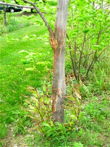Chestnut blight. Experimental trials of resistant Castanea dentata by the American Chestnut Foundation at Tower Hill Botanic Garden, Boylston, Massachusetts, USA.