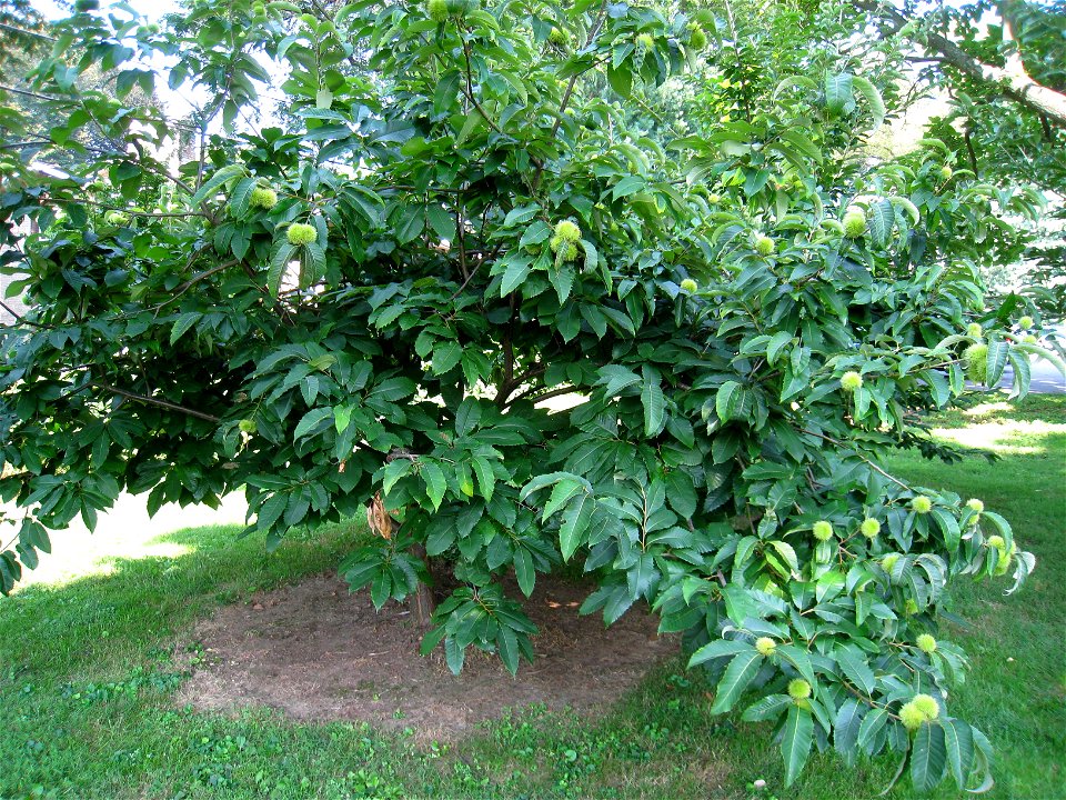 American Chestnut in the Louise Arnold Tanger Arboretum, Lancaster, Pennsylvania, USA.