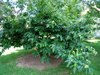 American Chestnut in the Louise Arnold Tanger Arboretum, Lancaster, Pennsylvania, USA.