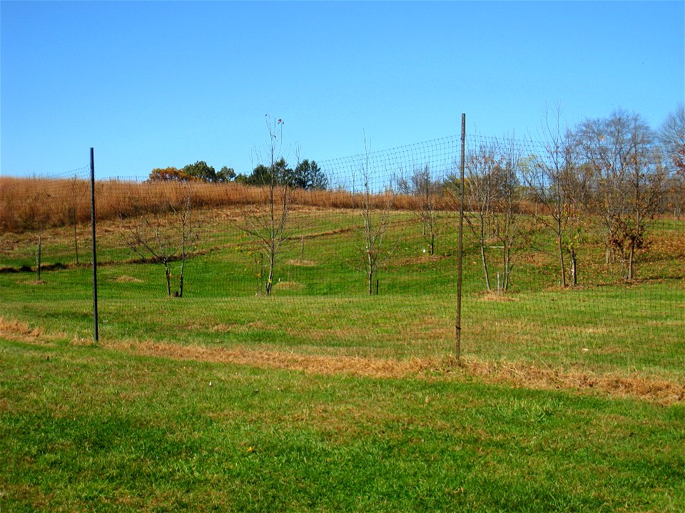 American chestnut (Castanea dentata) trials conducted in collaboration with the American Chestnut Foundation, in Lasdon Park and Arboretum, Somers, New York, USA.
