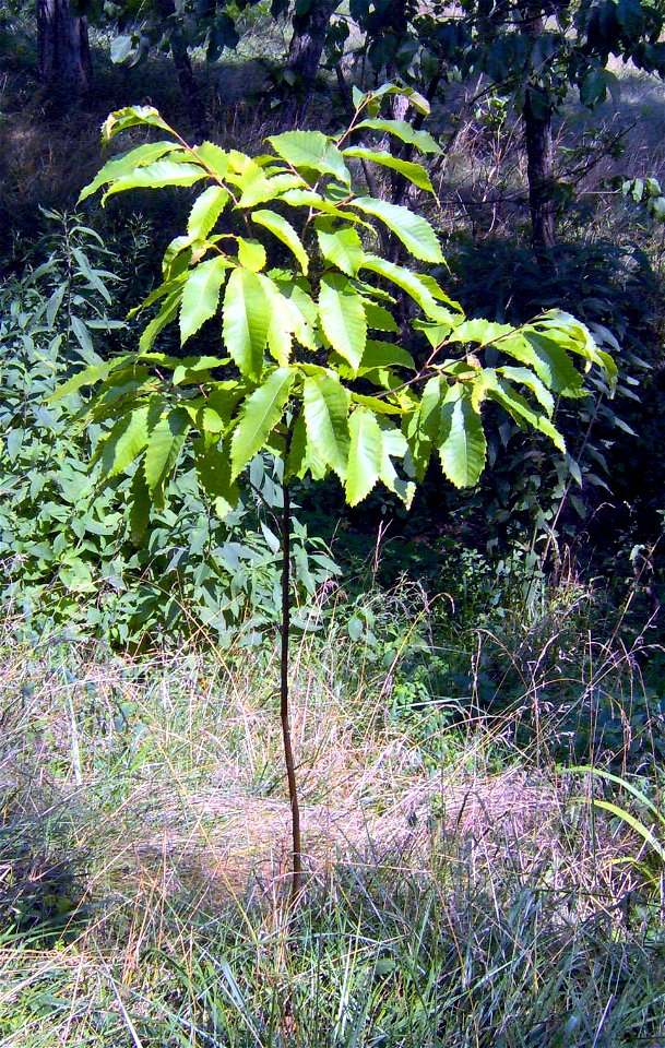 Photo taken July, 2005, at Strouds Run State Park, Ohio. Field trial of American chestnut seedling.