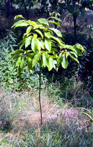 Photo taken July, 2005, at Strouds Run State Park, Ohio. Field trial of American chestnut seedling.