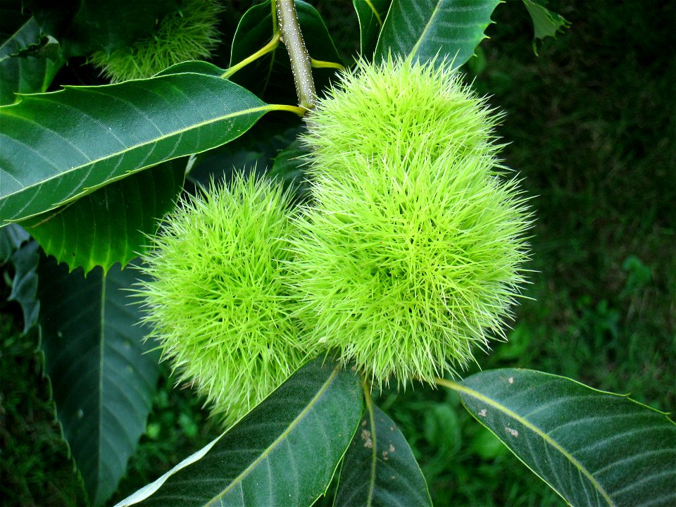 American Chestnut in the Louise Arnold Tanger Arboretum, Lancaster, Pennsylvania, USA.