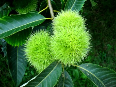 American Chestnut in the Louise Arnold Tanger Arboretum, Lancaster, Pennsylvania, USA.