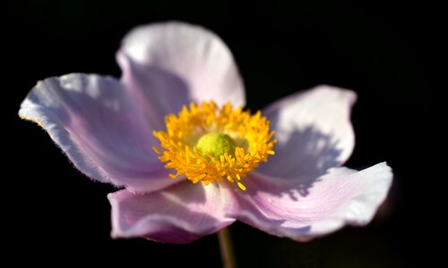 Flower nature plant