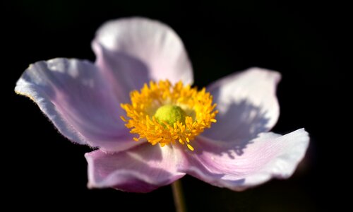 Flower nature plant photo