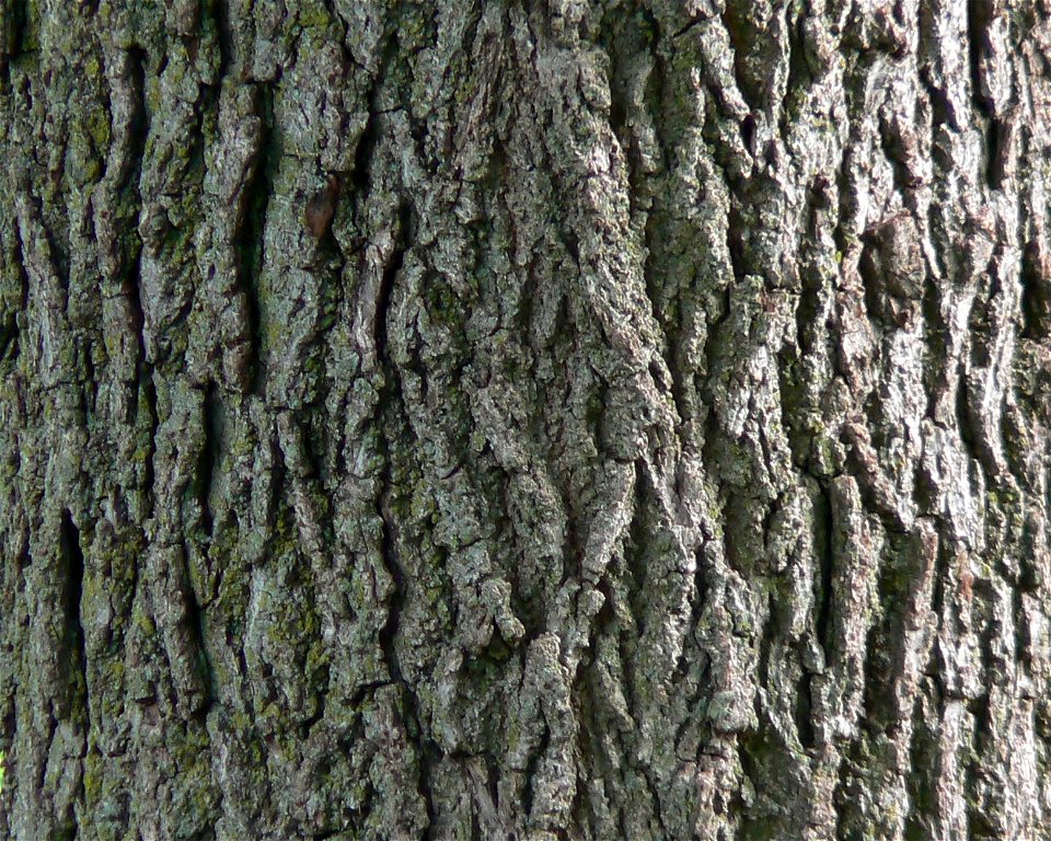 Black Walnut Bark Detail