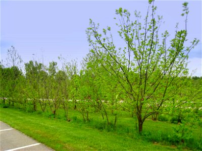 Tower Hill Botanic Garden, Boylston, Massachusetts, USA. Experimental trials of American chestnut trees, maintained in collaboration with the American Chestnut Foundation.
