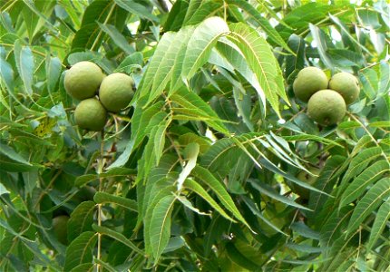 Black Walnut nut and leave detail photo