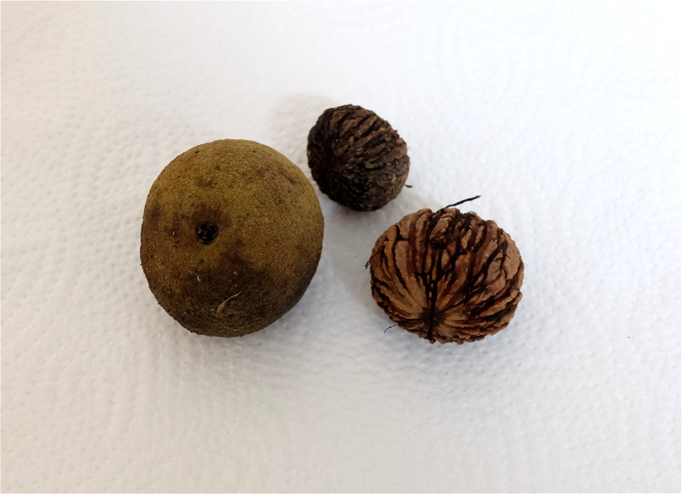 Die Frucht der Schwarznuss, gefunden bei Bietigheim-Bissingen, Baden-Württemberg.