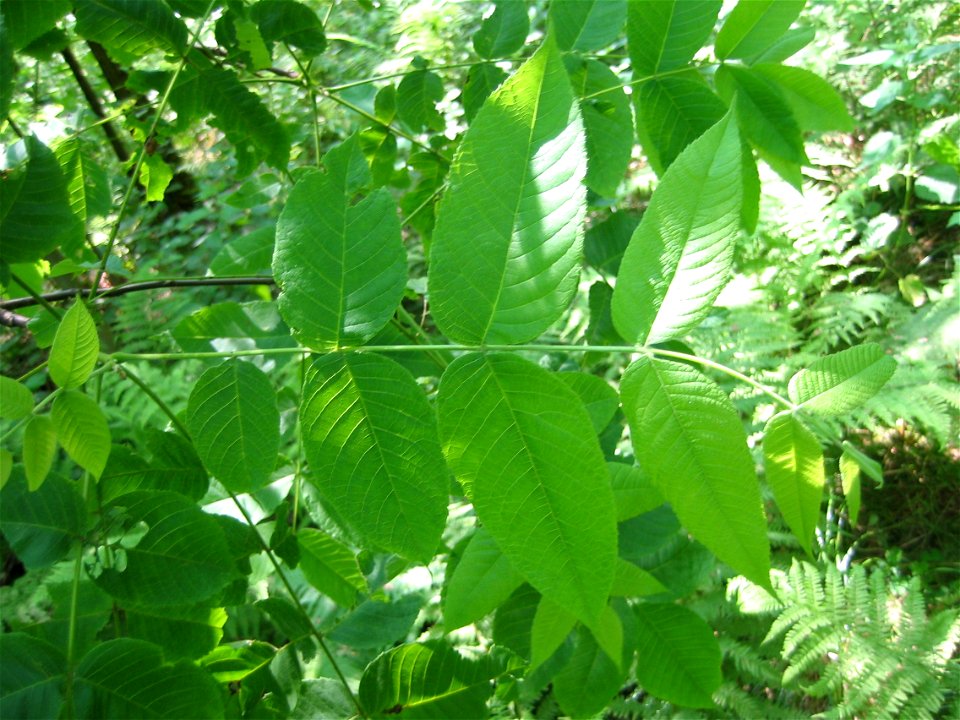 Juglans nigra, memfarita en Forstbotanischer Garten Erbsland