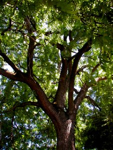 Juglans nigra or black walnut, a Portland heritage tree. photo