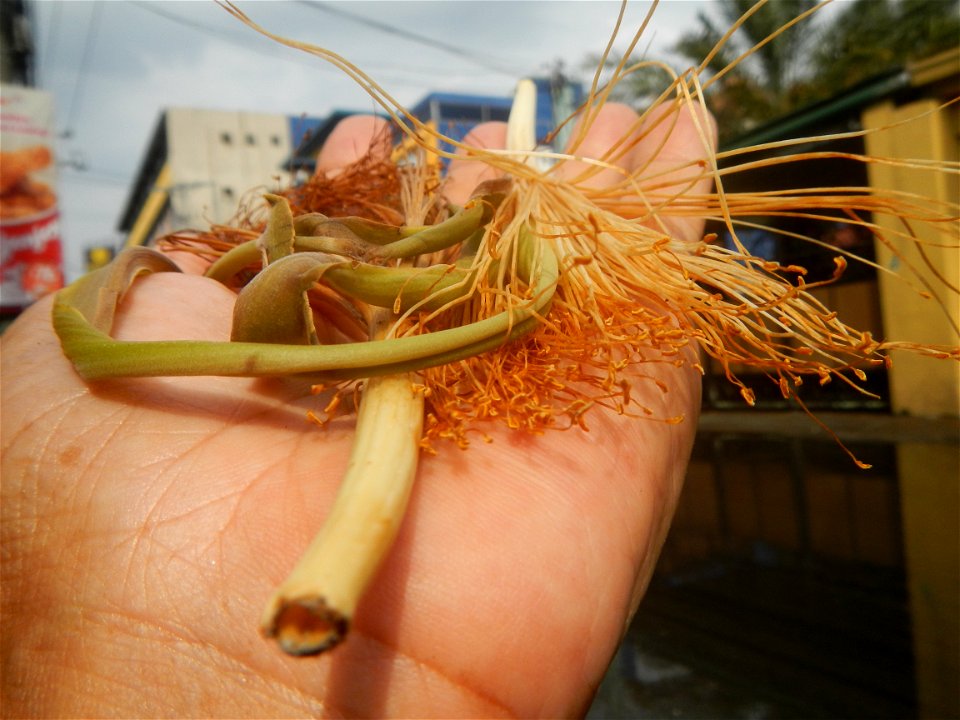 Castanea sativa  Chestnut   Kastanyas Castanea sativa flowers and fruits from the Philippines