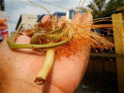 Castanea sativa  Chestnut   Kastanyas Castanea sativa flowers and fruits from the Philippines