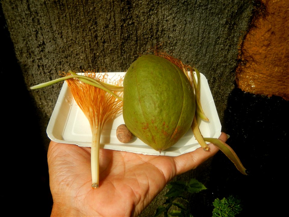 Castanea sativa  Chestnut   Kastanyas Castanea sativa flowers and fruits from the Philippines