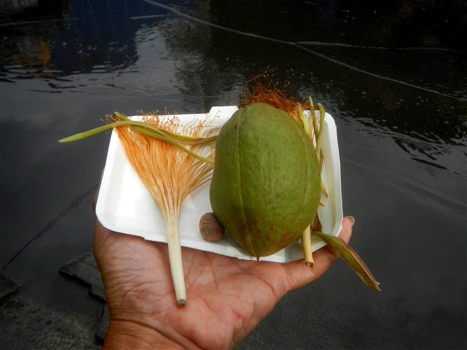 Castanea sativa  Chestnut   Kastanyas Castanea sativa flowers and fruits from the Philippines