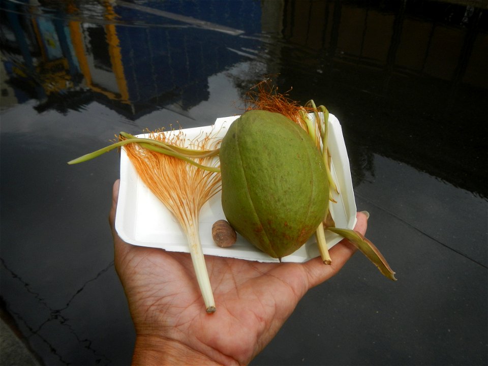 Castanea sativa  Chestnut   Kastanyas Castanea sativa flowers and fruits from the Philippines
