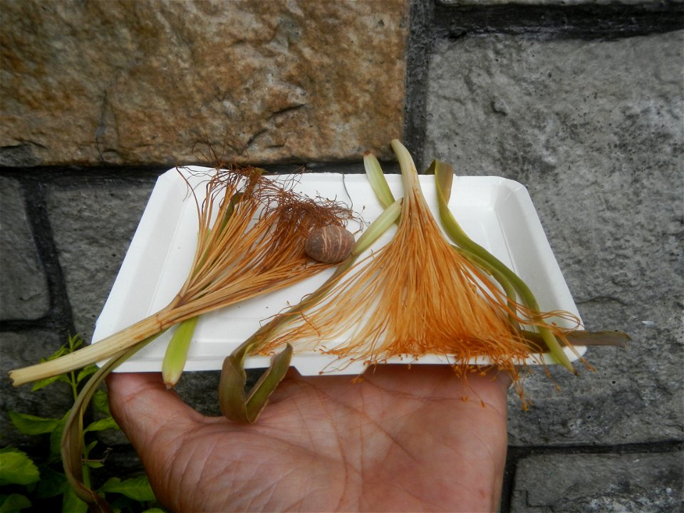 Castanea sativa  Chestnut   Kastanyas Castanea sativa flowers and fruits from the Philippines