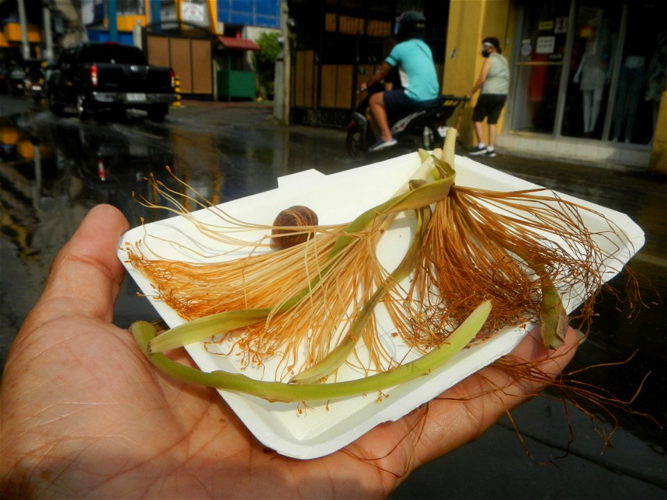 Castanea sativa  Chestnut   Kastanyas Castanea sativa flowers and fruits from the Philippines