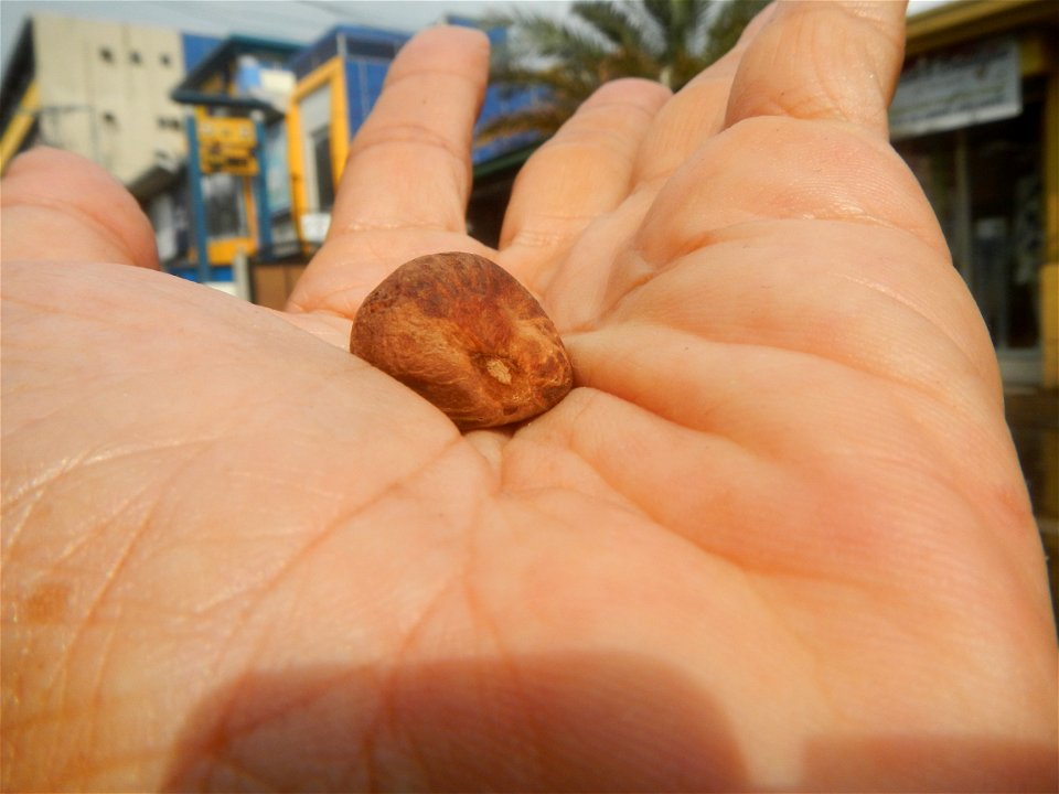 Castanea sativa  Chestnut   Kastanyas Castanea sativa flowers and fruits from the Philippines