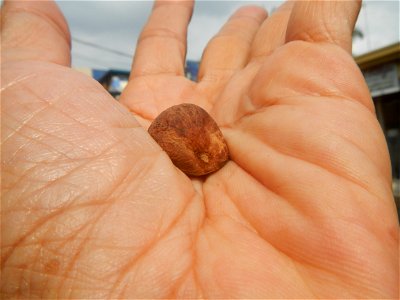 Castanea sativa  Chestnut   Kastanyas Castanea sativa flowers and fruits from the Philippines