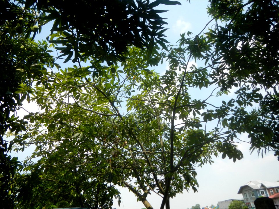 Castanea sativa  Chestnut   Kastanyas Castanea sativa leaves in summer in the Philippines