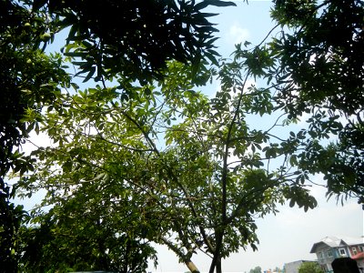 Castanea sativa  Chestnut   Kastanyas Castanea sativa leaves in summer in the Philippines