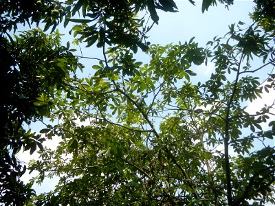 Castanea sativa  Chestnut   Kastanyas Castanea sativa leaves in summer in the Philippines