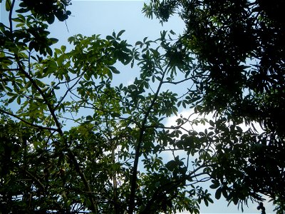 Castanea sativa  Chestnut   Kastanyas Castanea sativa leaves in summer in the Philippines