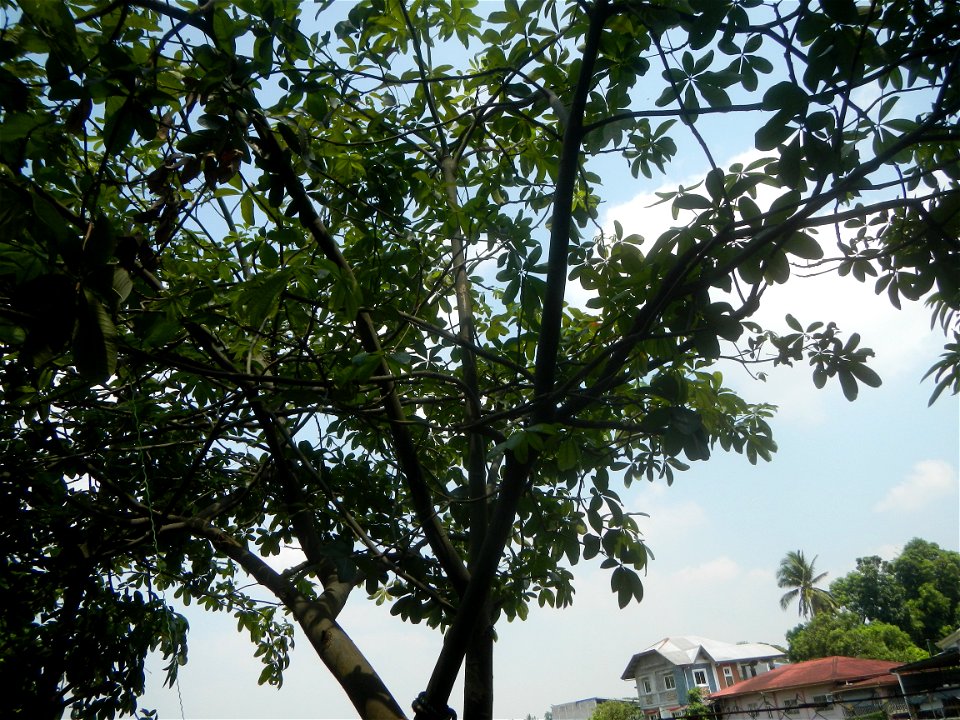 Castanea sativa  Chestnut   Kastanyas Castanea sativa leaves in summer in the Philippines