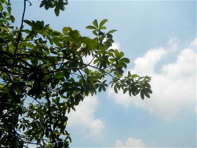Castanea sativa  Chestnut   Kastanyas Castanea sativa leaves in summer in the Philippines