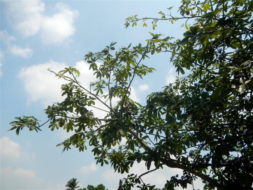 Castanea sativa  Chestnut   Kastanyas Castanea sativa leaves in summer in the Philippines
