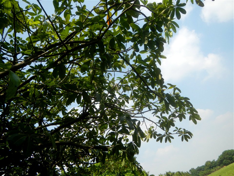 Castanea sativa  Chestnut   Kastanyas Castanea sativa leaves in summer in the Philippines