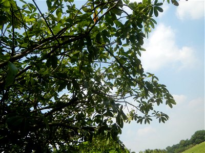Castanea sativa  Chestnut   Kastanyas Castanea sativa leaves in summer in the Philippines