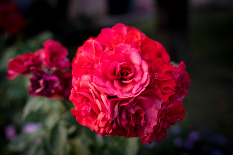 Red romance macro photo