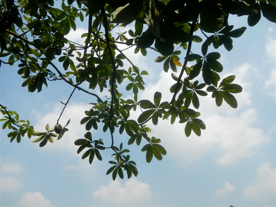 Castanea sativa  Chestnut   Kastanyas Castanea sativa leaves in summer in the Philippines