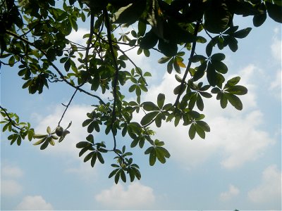 Castanea sativa  Chestnut   Kastanyas Castanea sativa leaves in summer in the Philippines