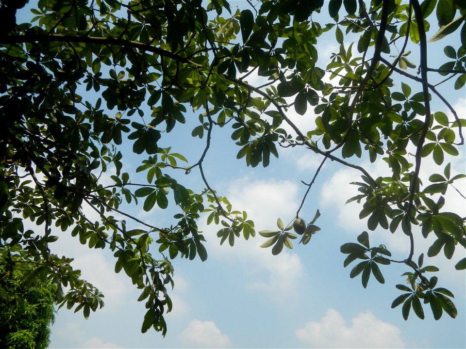 Castanea sativa  Chestnut   Kastanyas Castanea sativa leaves in summer in the Philippines