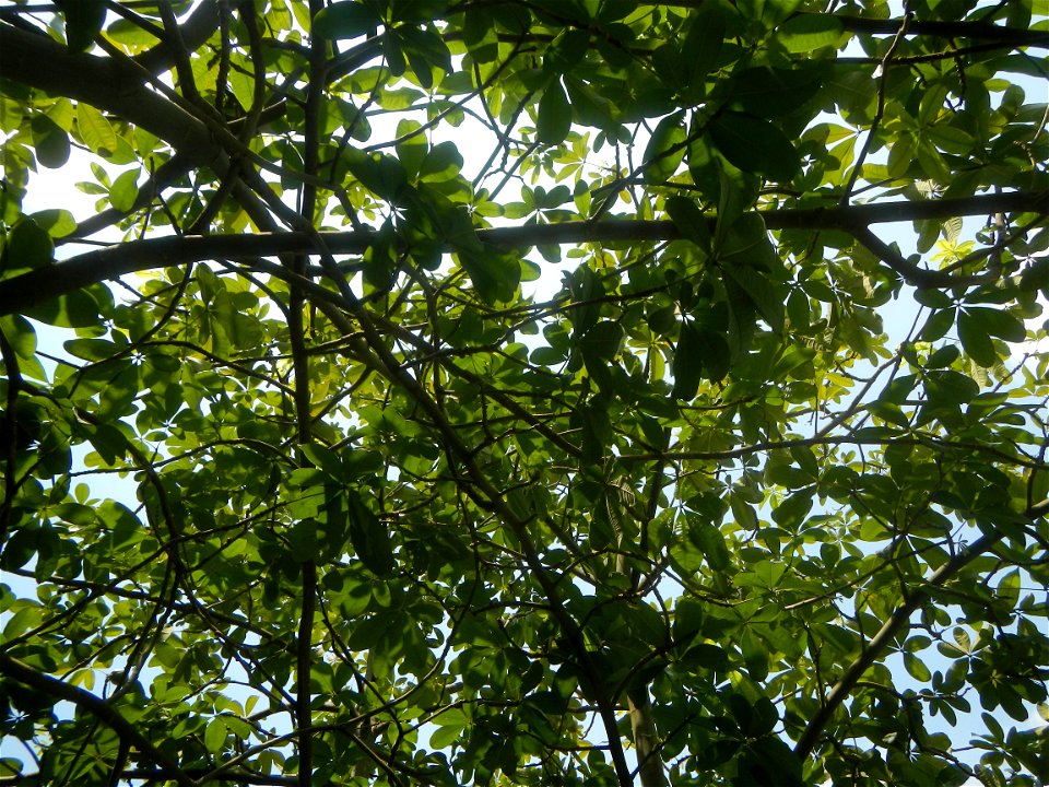 Castanea sativa  Chestnut   Kastanyas Castanea sativa leaves in summer in the Philippines